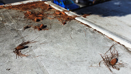 Flat roof covered with pine cones and needles. Selective focus on roof. 