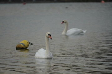 Fototapeta premium swan and birds and ducks in the lake