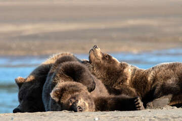Brown bears (Ursus arctos) resting on the beach; Lake Clark NP; Alaska