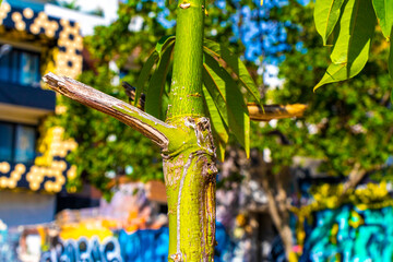 Green beautiful Kapok tree Ceiba tree with spikes in Mexico.