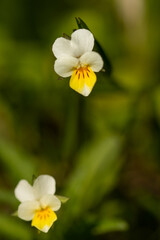 Viola arvensis (European Field Pansy, Field Pansy, Field Violet, Johnny Jump-up, Violets, Wild Pansy