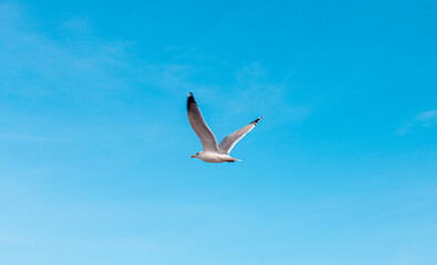 Gaviota volando, San Vicente de la Barquera, Cantabria, España