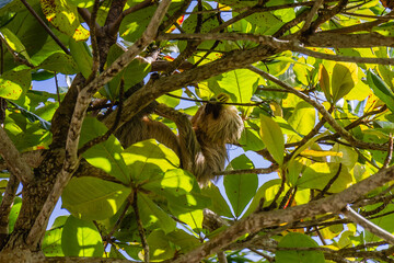 Sloth in a tree Manuel Antonio Costa Rica