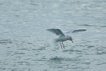mouette 