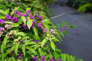 Beautyberries, a bush with purple berries and green leaves