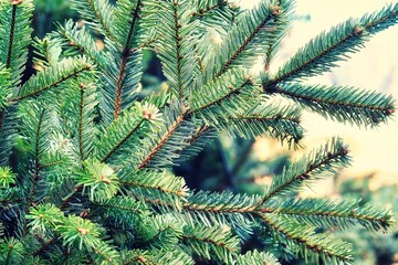 an isolated picture of pine christmas tree branches with green needles