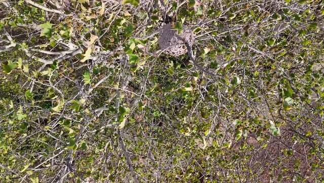 Nido de avispa asi&aacute;tica, antes y despu&eacute;s de ser tratado. V&iacute;deo de dron, 4k 60 fps antes, HD+ despu&eacute;s.