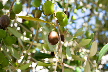 Ripening olives grow on the branch, close-up. Olive tree background for publication, design, poster, calendar, post, screensaver, wallpaper, postcard, banner, cover, website. High quality photo