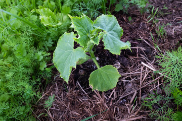 A young cucumber plant with several leaves in the soil, close-up. Green cucumber bush in spring in the open ground. Growing organic eco-vegetable seedling planted. High quality photo