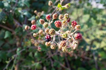 Wild blackberries with red and some black and ripe berries. A close up of a black berry bush for publication, design, poster, calendar, post, screensaver, wallpaper, cover, website. High quality photo