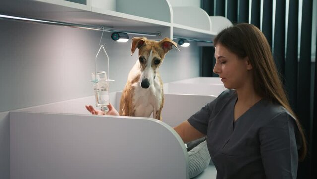 Whippet breed dog with veterinarian female setting up medical dropper. Greyhound dog during vet exam, getting the drugs through medical dropper. Scared Greyhound dog in Medical Exam in vet clinic