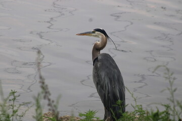 blue heron standing in grass along river bank