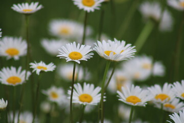 Fototapeta premium single daisy in focus in a field of daisies