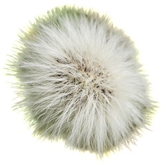 Fototapeta premium A blooming dandelion (Taraxacum) with many seeds on a black background.