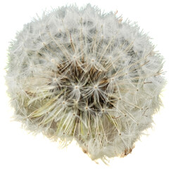 Obraz premium A blooming dandelion (Taraxacum) with many seeds on a black background.