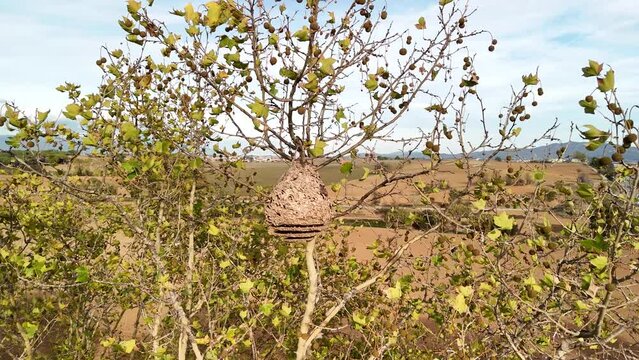 Nido de avispa asi&aacute;tica, antes y despu&eacute;s de ser tratado. V&iacute;deo de dron, 4k 60 fps antes, HD+ despu&eacute;s.