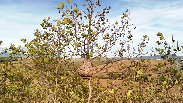 Nido de avispa asi&aacute;tica, antes y despu&eacute;s de ser tratado. V&iacute;deo de dron, 4k 60 fps antes, HD+ despu&eacute;s.