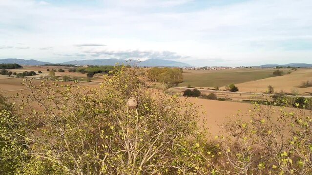 Nido de avispa asi&aacute;tica, antes y despu&eacute;s de ser tratado. V&iacute;deo de dron, 4k 60 fps antes, HD+ despu&eacute;s.