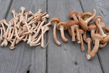 Two groups of fresh harvest mushroom on wood table background. Concept and idea of food cook rustic...