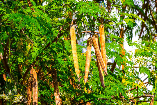 Seeds and blossoms moringa tree on green tree in Mexico.