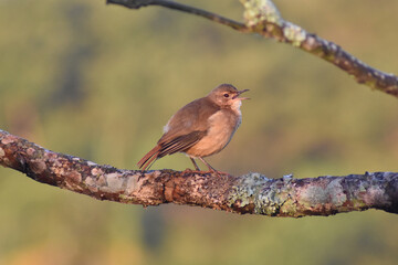 Rufous Hornero (Furnarius rufus)