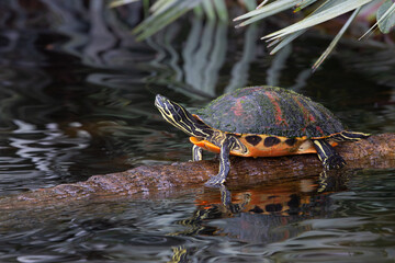 Florida Red-bellied Turtle