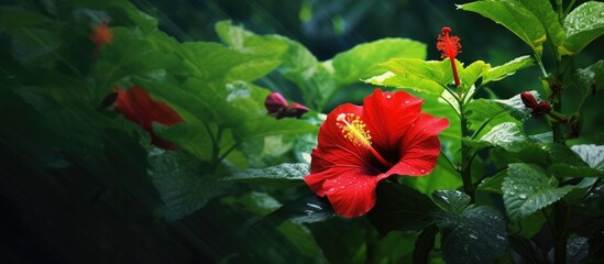 beautiful botanical garden, amidst a sea of green foliage, a vibrant red hibiscus steals the spotlight with its colorful petals, blooming and captivating all who pass by. - obrazy, fototapety, plakaty