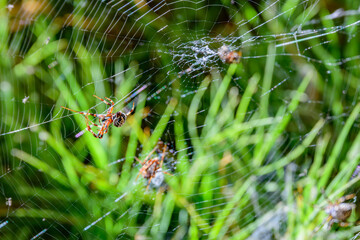 Aranha orbital em águas termais no deserto. 