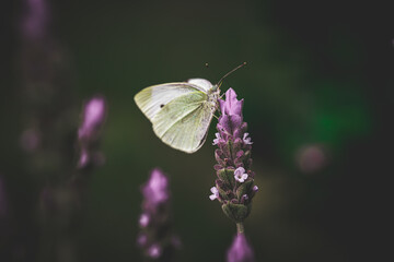 butterfly on flower