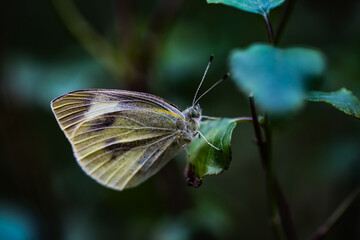 butterfly on leaf