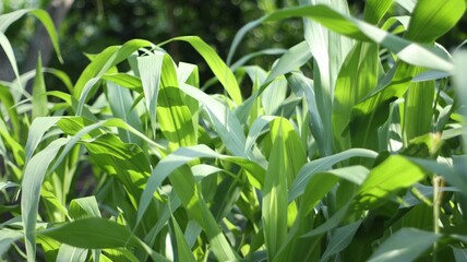 green corn leaves on the farm, clear sky. background.