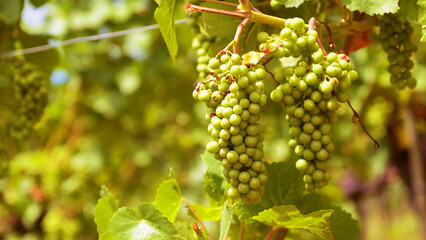 Fruits in vineyard, close view of growing grapes in wine farm. Green vine plantation in summer,...