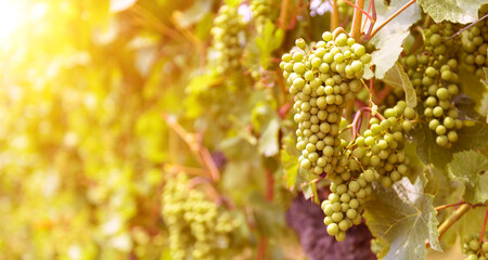 Sunny vineyard, close view of growing grapes in wine farm. Green vine plants in summer, grapevine...