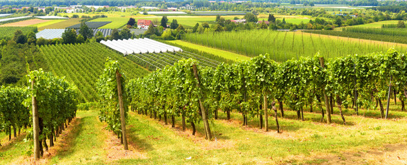 Vineyard rows overlooking grape fields, panorama of wine farm. Landscape of green vine plantations,...