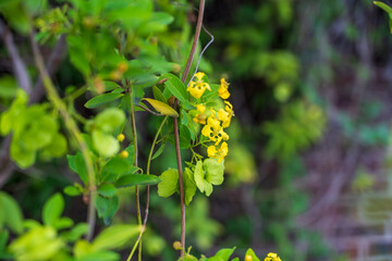 yellow flowers of a plant