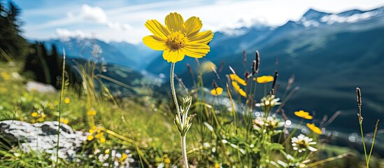 summer, amidst the breathtaking alpine mountains of Valais, a closeup of a yellow floral blossom reveals the exquisite beauty of alpina flora in natures flourishing display. - obrazy, fototapety, plakaty