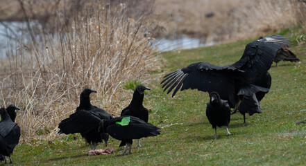 Vultures eating carcass