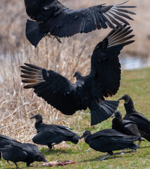 vultures eating carcass