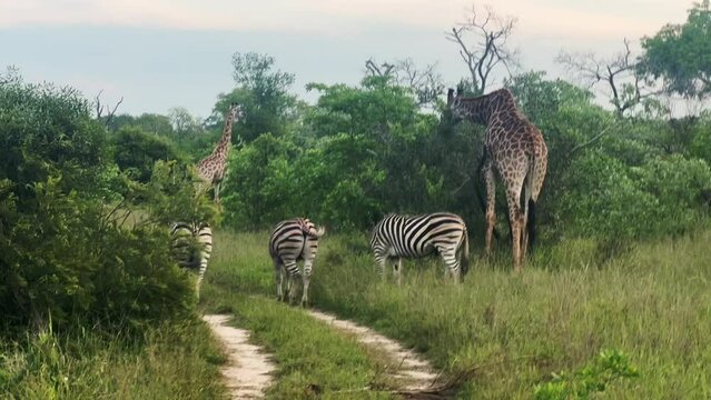 Zebra and Giraffe in wild in South Africa