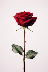 An elegant single red rose against a white minimalist background AI generated illustration