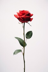 An elegant single red rose against a white minimalist background AI generated illustration