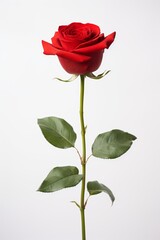 An elegant single red rose against a white minimalist background AI generated illustration