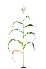 Picture of a corn plant bearing fruit. Trees in winter. White background, background image, free...