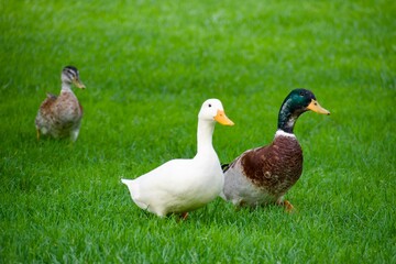 Ein verliebtes Entenpaar watschelt gemeinsam über eine grüne Wiese. Die weibliche Ente hat weiße Federn und der Erpel ist bunt. 