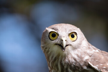The barking owl has bright yellow eyes and no facial-disc. Upperparts are brown or greyish-brown, and the white breast is vertically streaked with brown. The large talons are yellow.