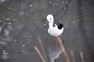 the black winged stilt is a black and white seabird with pink legs.  It has a white head with a narrow black beak white chest and black wings