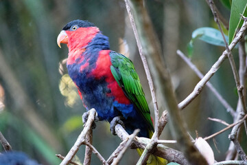 Black capped lory has green wings, red head and upper body, a black cap and blue legs and belly.