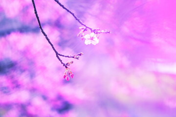 ピンク色に染まった春の風景