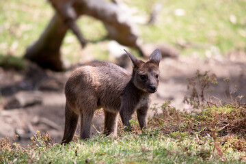the kangaroo-Island Kangaroo joey has a brown body with a white under belly. They also have black feet and paws
