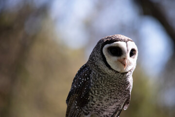 The lesser sooty owl is a dark sooty-grey in color, with large eyes in a grey face, fine white spotting above and below, and a pale belly.